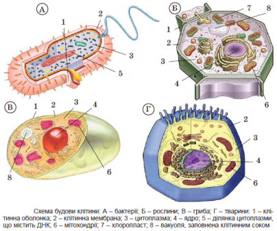 Будова клітин прокаріотів і еукаріотів
